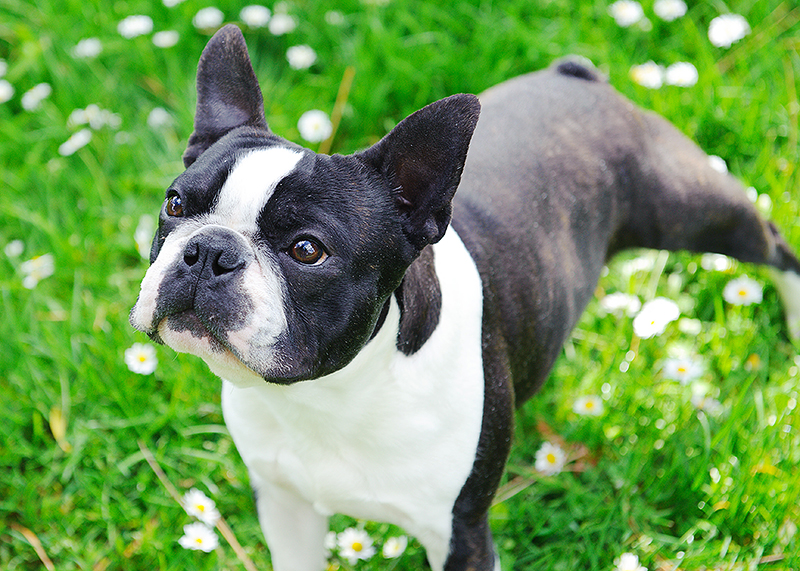 Campbell Clan Boston Terriers :: Breeder in Northern California